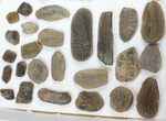Lot: Mazon Creek Fossil Ferns - Pieces #140730-1